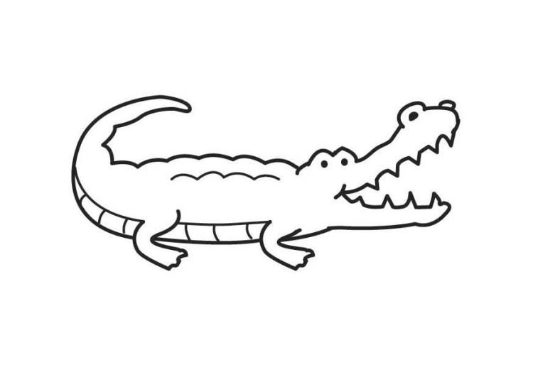 crocodile-17575